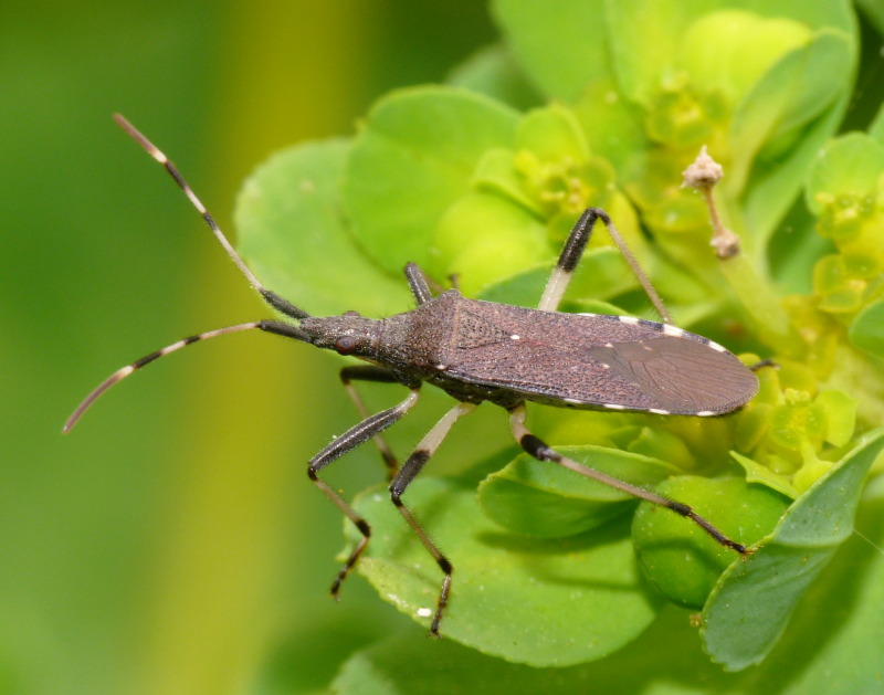 Stenocephalidae: Dicranocephalus albipes della Toscana (LI)